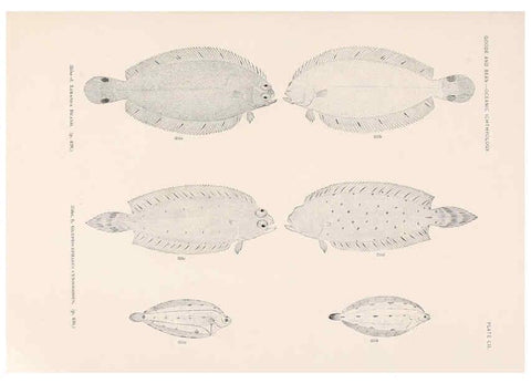 Reproducción/Reproduction 6441807851: Oceanic ichthyology. v.22 atlas. Cambridge, U.S.A. :Printed for the Museum,1896