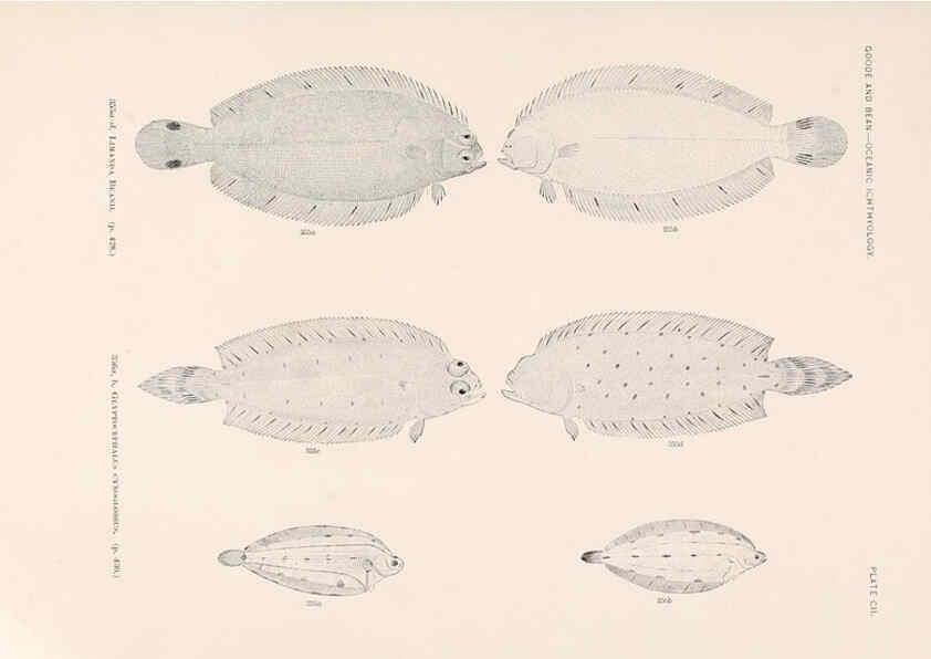Reproducción/Reproduction 6441807851: Oceanic ichthyology. v.22 atlas. Cambridge, U.S.A. :Printed for the Museum,1896