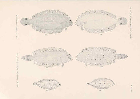 Reproducción/Reproduction 6441807851: Oceanic ichthyology. v.22 atlas. Cambridge, U.S.A. :Printed for the Museum,1896