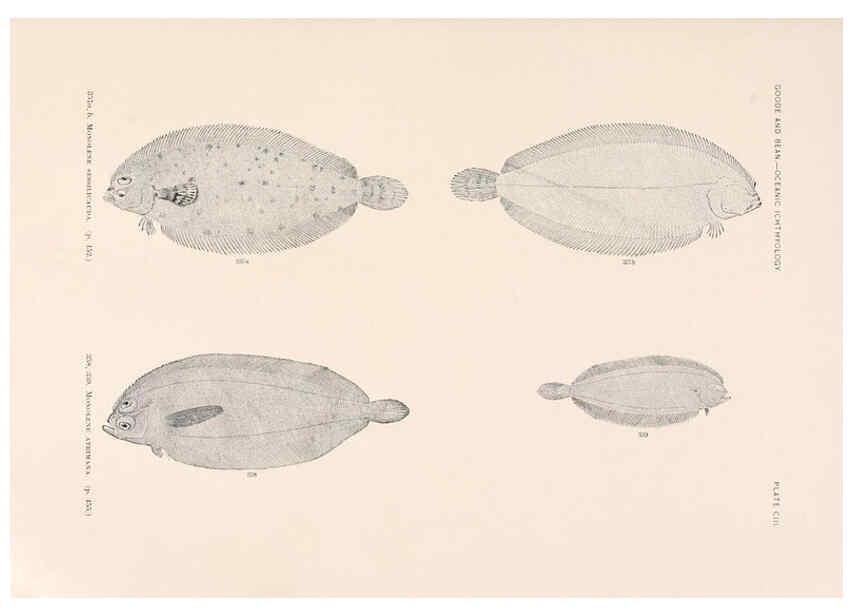 Reproducción/Reproduction 6441808133: Oceanic ichthyology. v.22 atlas. Cambridge, U.S.A. :Printed for the Museum,1896