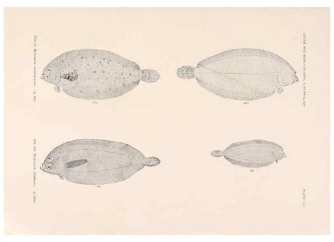 Reproducción/Reproduction 6441808133: Oceanic ichthyology. v.22 atlas. Cambridge, U.S.A. :Printed for the Museum,1896