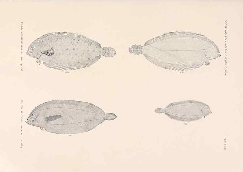 Reproducción/Reproduction 6441808133: Oceanic ichthyology. v.22 atlas. Cambridge, U.S.A. :Printed for the Museum,1896