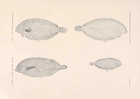 Reproducción/Reproduction 6441808133: Oceanic ichthyology. v.22 atlas. Cambridge, U.S.A. :Printed for the Museum,1896