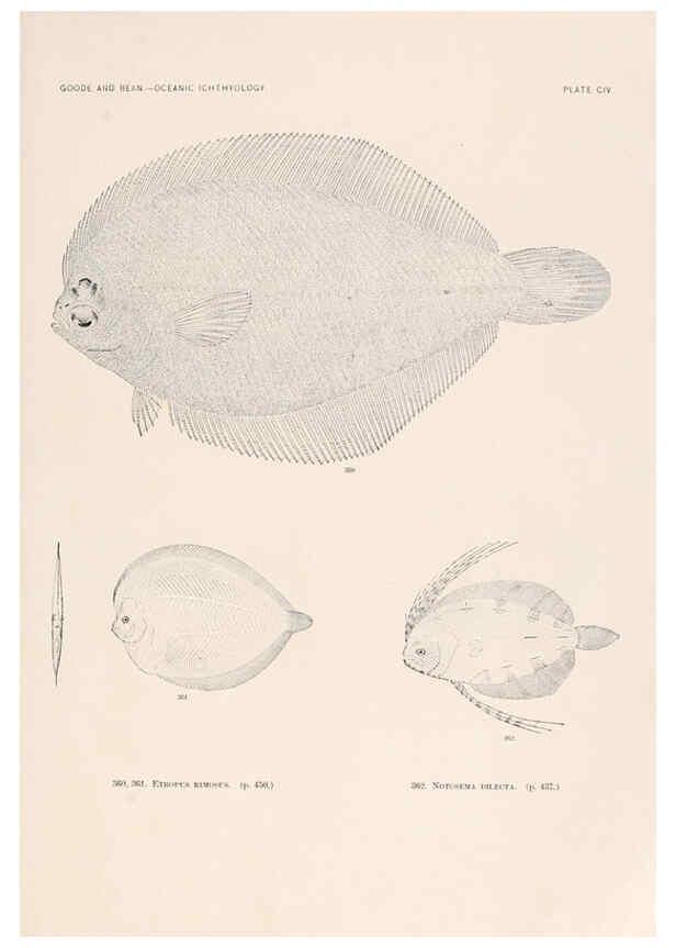 Reproducción/Reproduction 6441808403: Oceanic ichthyology. v.22 atlas. Cambridge, U.S.A. :Printed for the Museum,1896