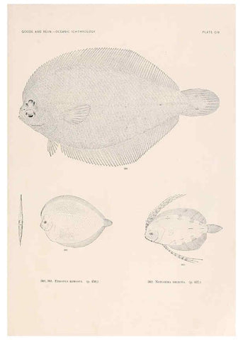 Reproducción/Reproduction 6441808403: Oceanic ichthyology. v.22 atlas. Cambridge, U.S.A. :Printed for the Museum,1896
