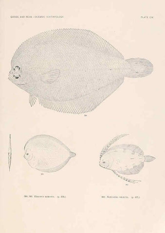 Reproducción/Reproduction 6441808403: Oceanic ichthyology. v.22 atlas. Cambridge, U.S.A. :Printed for the Museum,1896