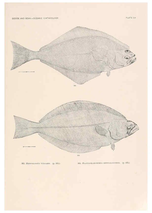Reproducción/Reproduction 6441808695: Oceanic ichthyology. v.22 atlas. Cambridge, U.S.A. :Printed for the Museum,1896