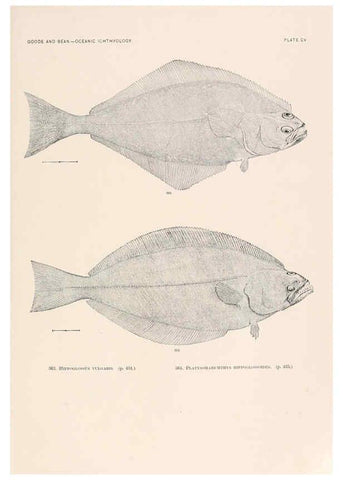 Reproducción/Reproduction 6441808695: Oceanic ichthyology. v.22 atlas. Cambridge, U.S.A. :Printed for the Museum,1896