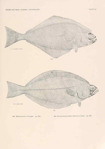 Reproducción/Reproduction 6441808695: Oceanic ichthyology. v.22 atlas. Cambridge, U.S.A. :Printed for the Museum,1896
