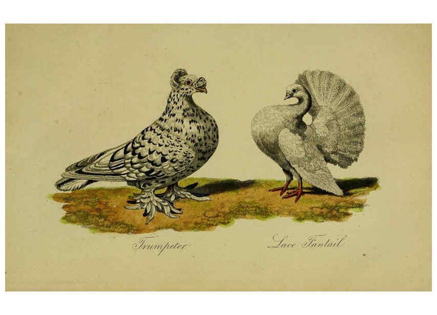 Reproducción/Reproduction 6442799199: A treatise on the art of breeding and managing tame, domesticated, foreign, and fancy pigeons London,The author,1858