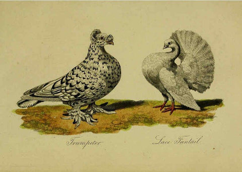 Reproducción/Reproduction 6442799199: A treatise on the art of breeding and managing tame, domesticated, foreign, and fancy pigeons London,The author,1858