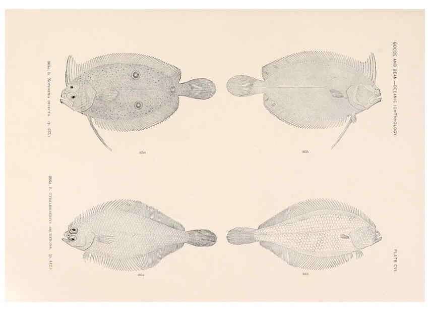 Reproducción/Reproduction 6441808969: Oceanic ichthyology. v.22 atlas. Cambridge, U.S.A. :Printed for the Museum,1896