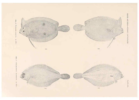 Reproducción/Reproduction 6441808969: Oceanic ichthyology. v.22 atlas. Cambridge, U.S.A. :Printed for the Museum,1896