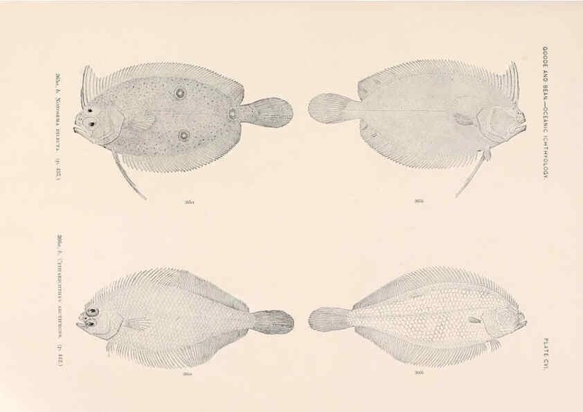 Reproducción/Reproduction 6441808969: Oceanic ichthyology. v.22 atlas. Cambridge, U.S.A. :Printed for the Museum,1896