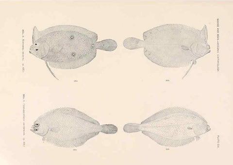 Reproducción/Reproduction 6441808969: Oceanic ichthyology. v.22 atlas. Cambridge, U.S.A. :Printed for the Museum,1896