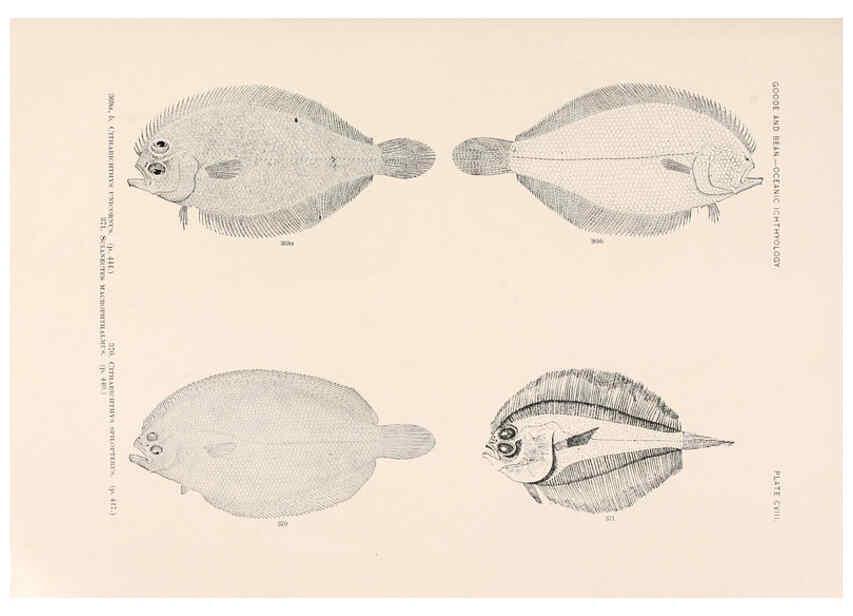 Reproducción/Reproduction 6441809525: Oceanic ichthyology. v.22 atlas. Cambridge, U.S.A. :Printed for the Museum,1896