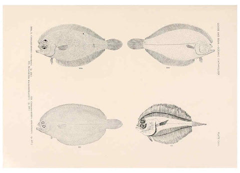 Reproducción/Reproduction 6441809525: Oceanic ichthyology. v.22 atlas. Cambridge, U.S.A. :Printed for the Museum,1896