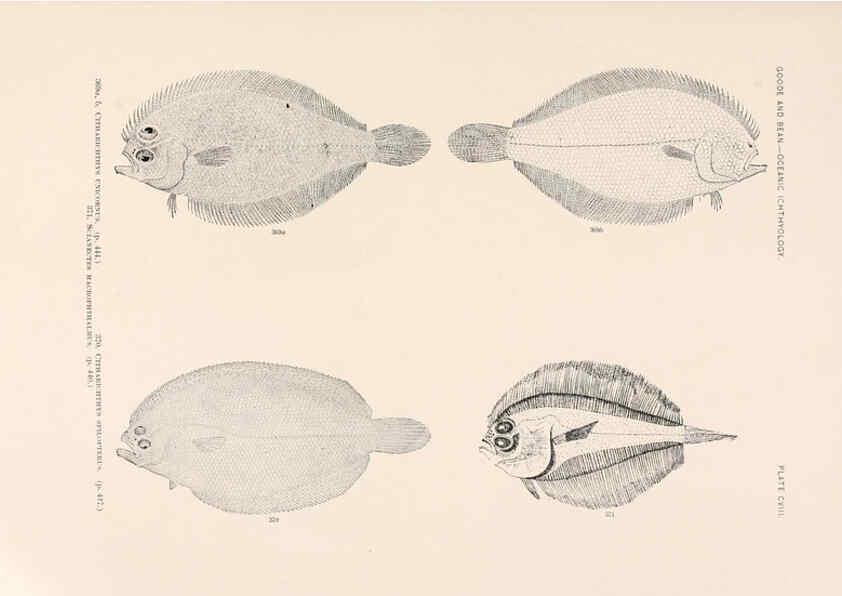 Reproducción/Reproduction 6441809525: Oceanic ichthyology. v.22 atlas. Cambridge, U.S.A. :Printed for the Museum,1896
