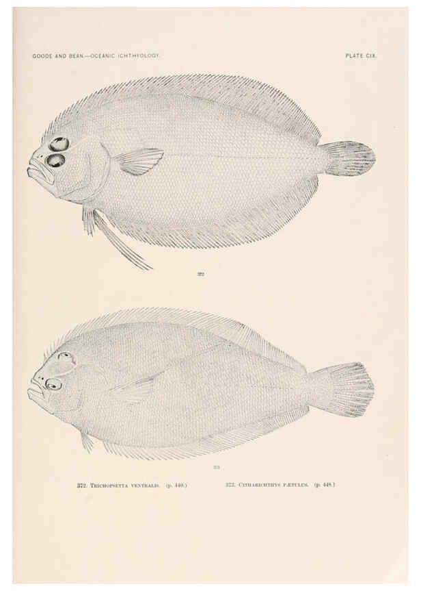 Reproducción/Reproduction 6441809849: Oceanic ichthyology. v.22 atlas. Cambridge, U.S.A. :Printed for the Museum,1896