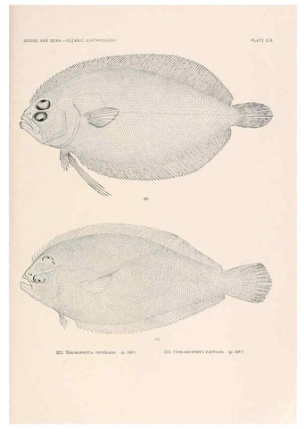 Reproducción/Reproduction 6441809849: Oceanic ichthyology. v.22 atlas. Cambridge, U.S.A. :Printed for the Museum,1896
