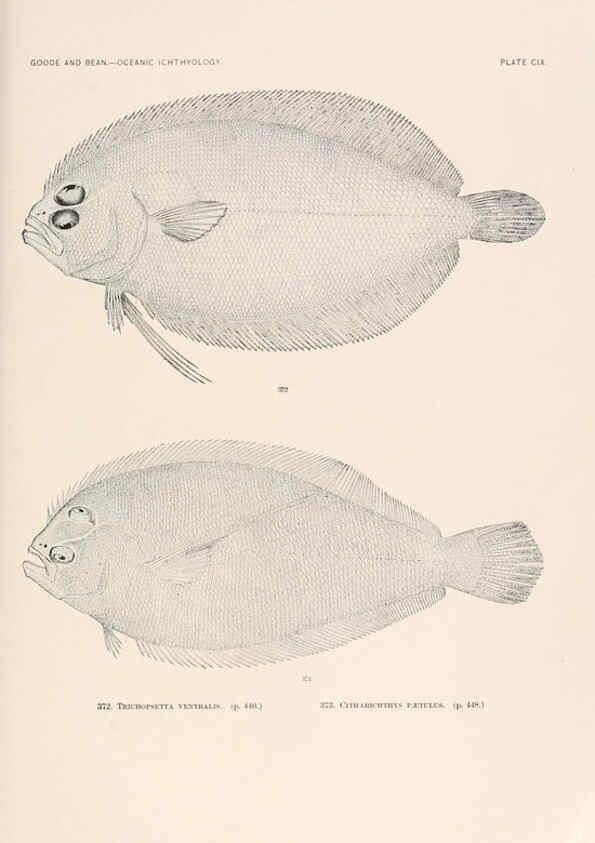 Reproducción/Reproduction 6441809849: Oceanic ichthyology. v.22 atlas. Cambridge, U.S.A. :Printed for the Museum,1896