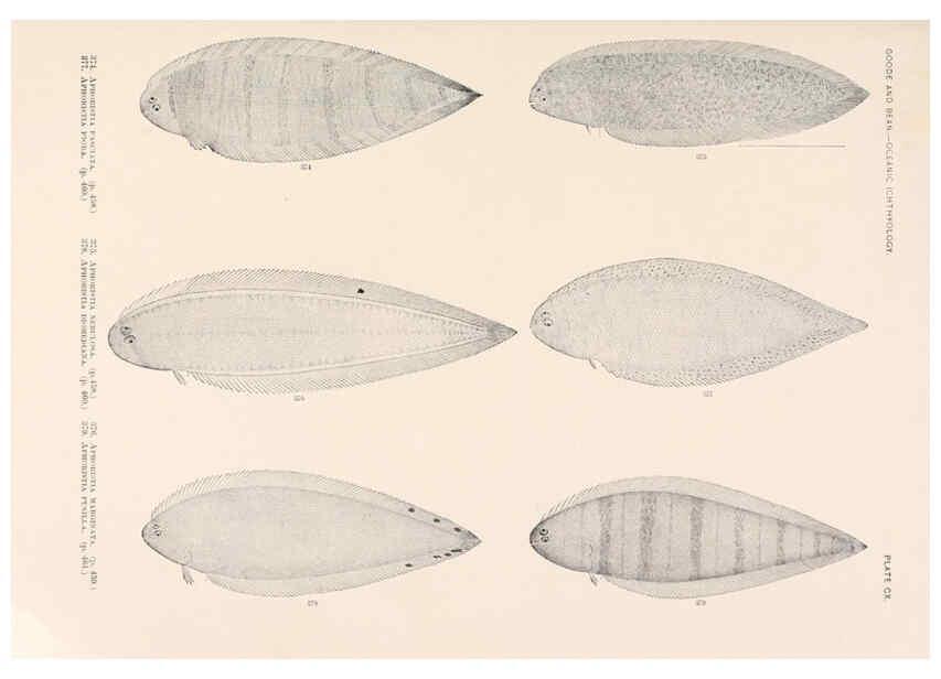 Reproducción/Reproduction 6441810825: Oceanic ichthyology. v.22 atlas. Cambridge, U.S.A. :Printed for the Museum,1896