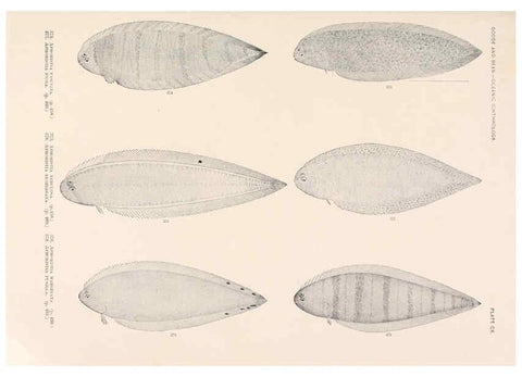 Reproducción/Reproduction 6441810825: Oceanic ichthyology. v.22 atlas. Cambridge, U.S.A. :Printed for the Museum,1896