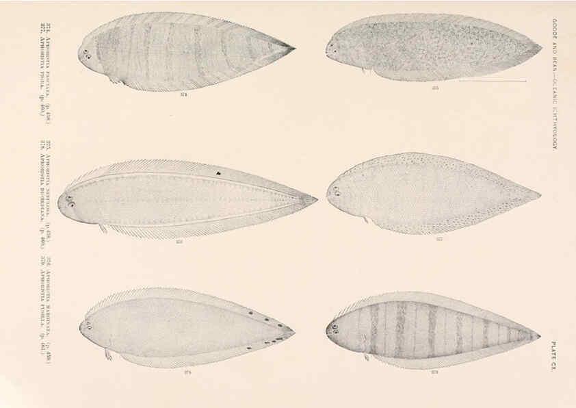Reproducción/Reproduction 6441810825: Oceanic ichthyology. v.22 atlas. Cambridge, U.S.A. :Printed for the Museum,1896