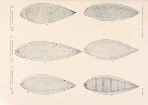 Reproducción/Reproduction 6441810825: Oceanic ichthyology. v.22 atlas. Cambridge, U.S.A. :Printed for the Museum,1896