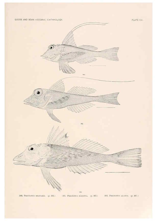 Reproducción/Reproduction 6441811063: Oceanic ichthyology. v.22 atlas. Cambridge, U.S.A. :Printed for the Museum,1896
