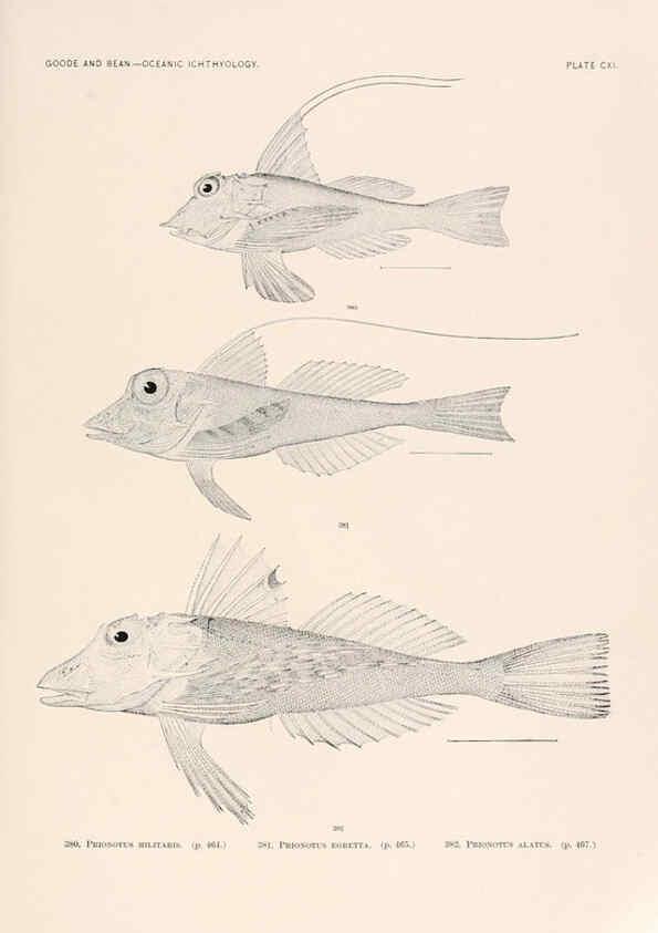 Reproducción/Reproduction 6441811063: Oceanic ichthyology. v.22 atlas. Cambridge, U.S.A. :Printed for the Museum,1896