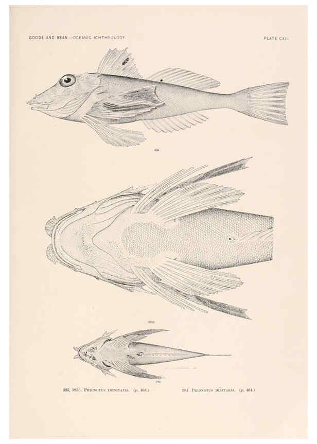 Reproducción/Reproduction 6441811377: Oceanic ichthyology. v.22 atlas. Cambridge, U.S.A. :Printed for the Museum,1896