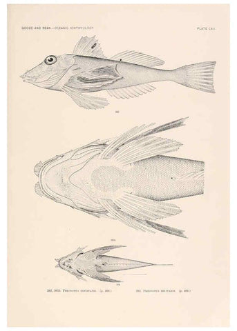 Reproducción/Reproduction 6441811377: Oceanic ichthyology. v.22 atlas. Cambridge, U.S.A. :Printed for the Museum,1896