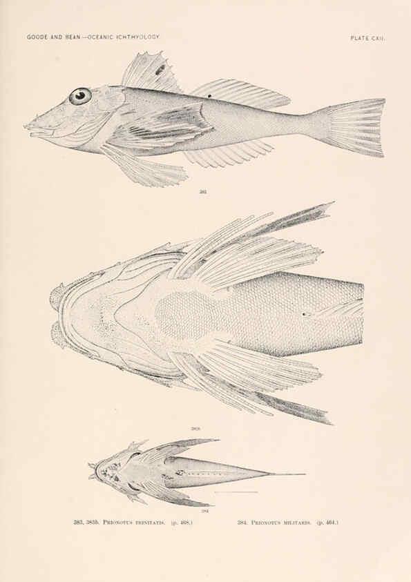Reproducción/Reproduction 6441811377: Oceanic ichthyology. v.22 atlas. Cambridge, U.S.A. :Printed for the Museum,1896