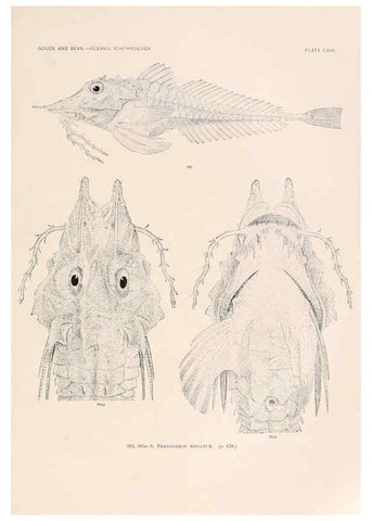 Reproducción/Reproduction 6441811779: Oceanic ichthyology. v.22 atlas. Cambridge, U.S.A. :Printed for the Museum,1896