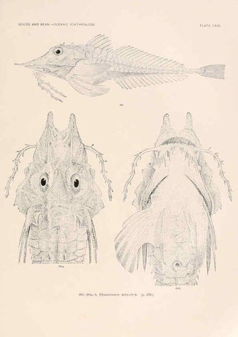Reproducción/Reproduction 6441811779: Oceanic ichthyology. v.22 atlas. Cambridge, U.S.A. :Printed for the Museum,1896