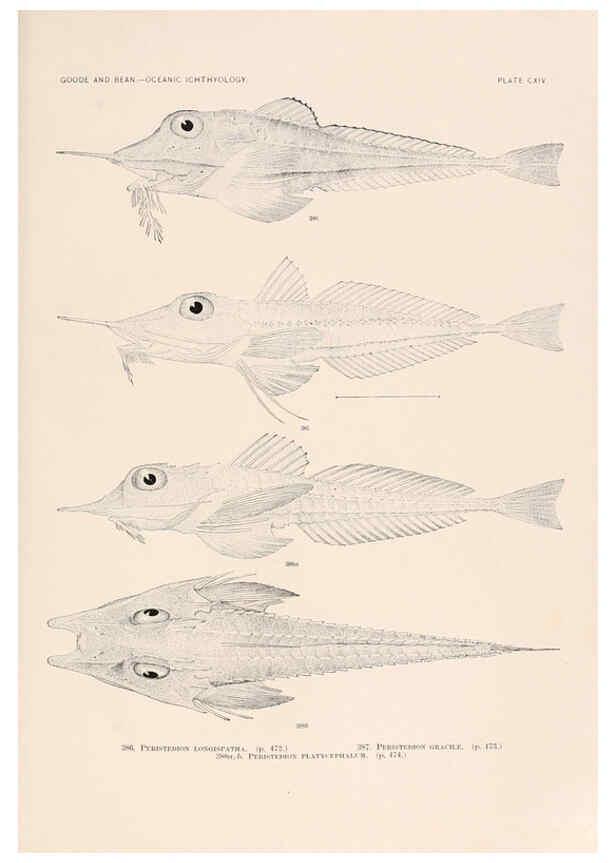 Reproducción/Reproduction 6441812233: Oceanic ichthyology. v.22 atlas. Cambridge, U.S.A. :Printed for the Museum,1896