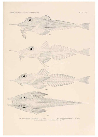 Reproducción/Reproduction 6441812233: Oceanic ichthyology. v.22 atlas. Cambridge, U.S.A. :Printed for the Museum,1896