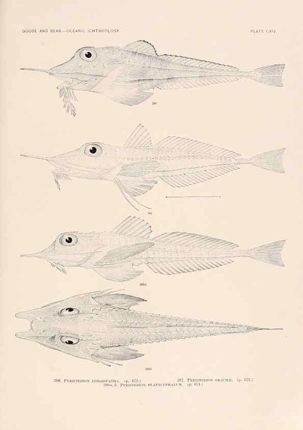 Reproducción/Reproduction 6441812233: Oceanic ichthyology. v.22 atlas. Cambridge, U.S.A. :Printed for the Museum,1896