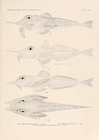 Reproducción/Reproduction 6441812233: Oceanic ichthyology. v.22 atlas. Cambridge, U.S.A. :Printed for the Museum,1896