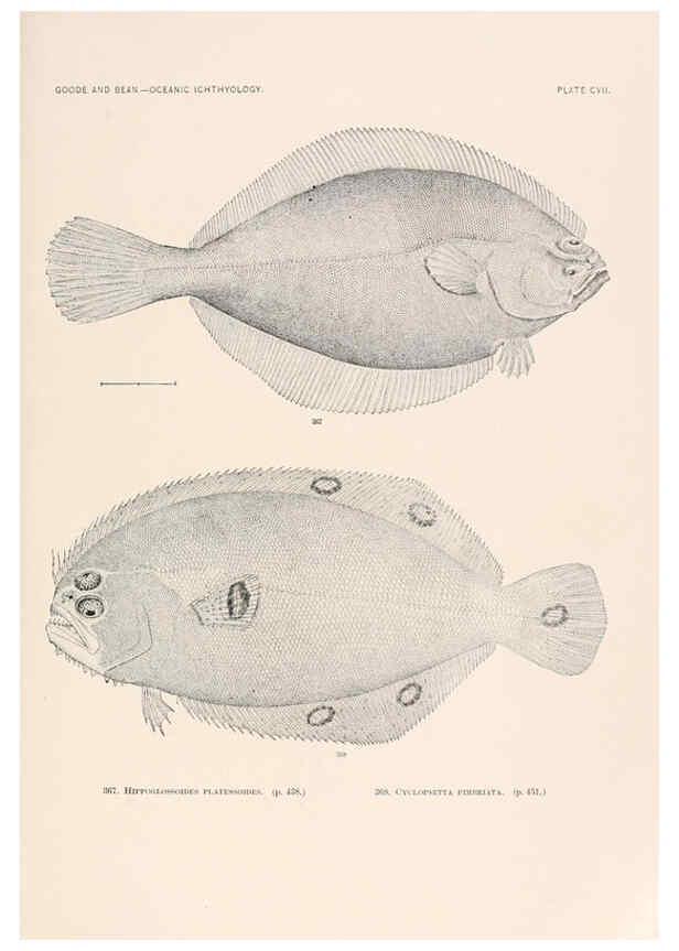 Reproducción/Reproduction 6441809261: Oceanic ichthyology. v.22 atlas. Cambridge, U.S.A. :Printed for the Museum,1896