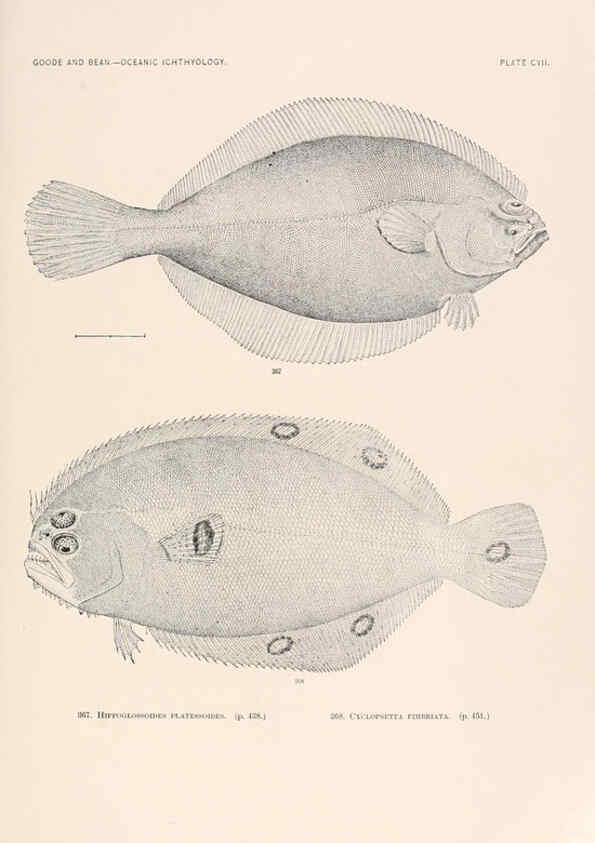 Reproducción/Reproduction 6441809261: Oceanic ichthyology. v.22 atlas. Cambridge, U.S.A. :Printed for the Museum,1896