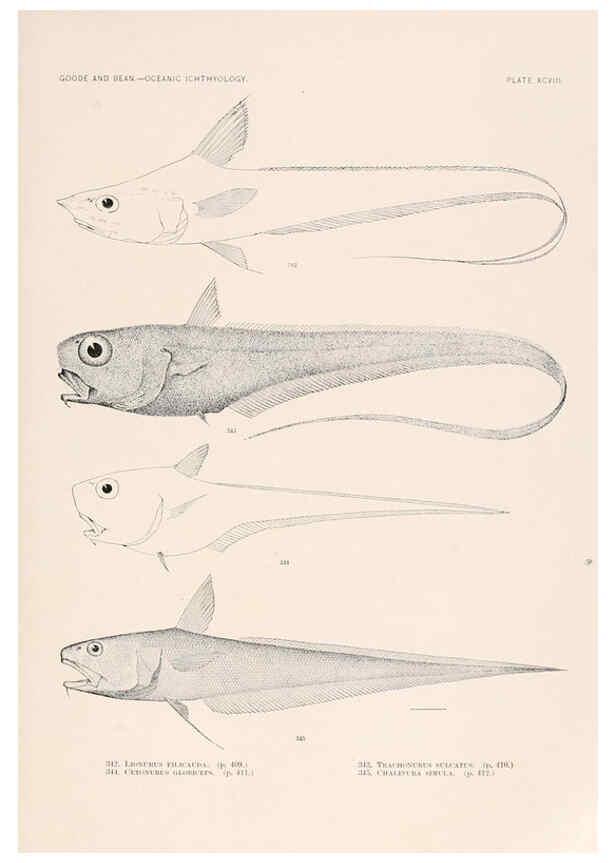 Reproducción/Reproduction 6441806715: Oceanic ichthyology. v.22 atlas. Cambridge, U.S.A. :Printed for the Museum,1896