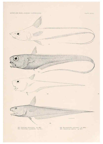 Reproducción/Reproduction 6441806715: Oceanic ichthyology. v.22 atlas. Cambridge, U.S.A. :Printed for the Museum,1896