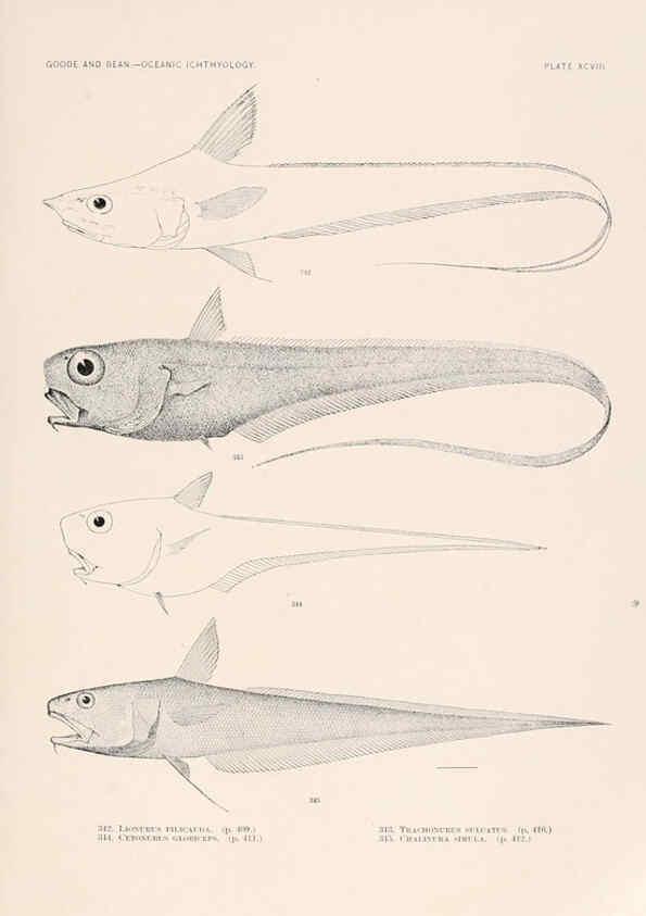 Reproducción/Reproduction 6441806715: Oceanic ichthyology. v.22 atlas. Cambridge, U.S.A. :Printed for the Museum,1896