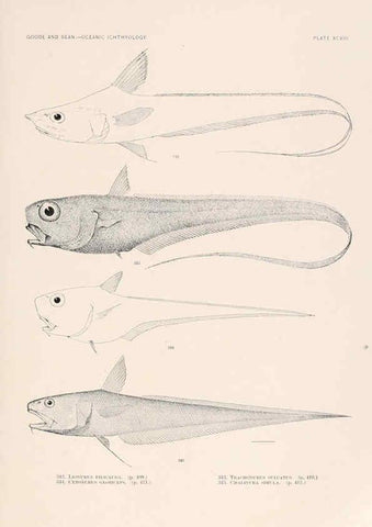 Reproducción/Reproduction 6441806715: Oceanic ichthyology. v.22 atlas. Cambridge, U.S.A. :Printed for the Museum,1896