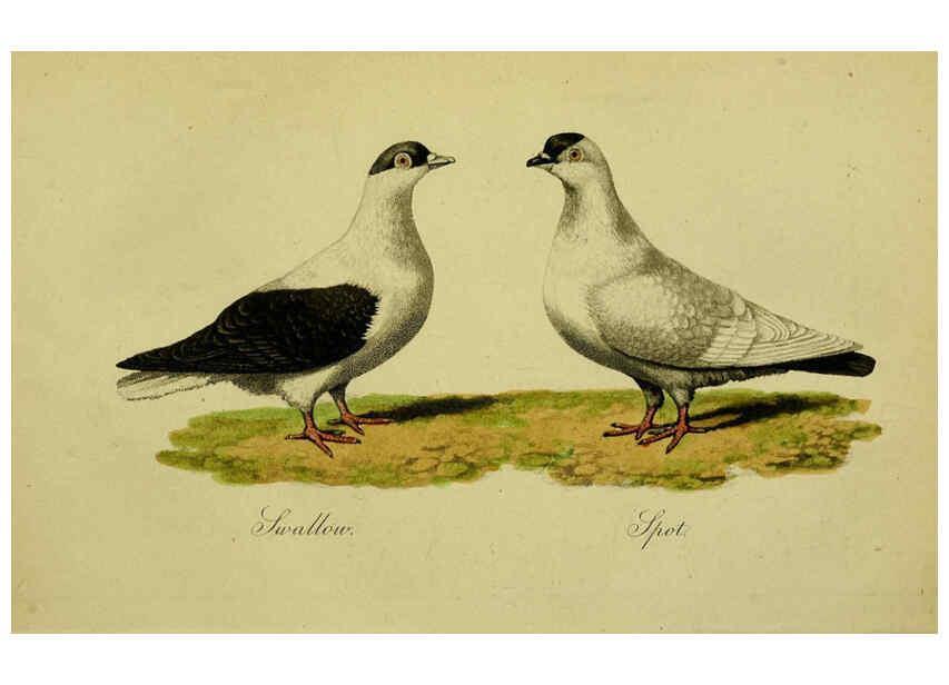 Reproducción/Reproduction 6442799533: A treatise on the art of breeding and managing tame, domesticated, foreign, and fancy pigeons London,The author,1858