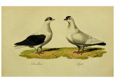 Reproducción/Reproduction 6442799533: A treatise on the art of breeding and managing tame, domesticated, foreign, and fancy pigeons London,The author,1858