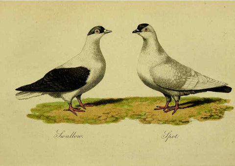 Reproducción/Reproduction 6442799533: A treatise on the art of breeding and managing tame, domesticated, foreign, and fancy pigeons London,The author,1858