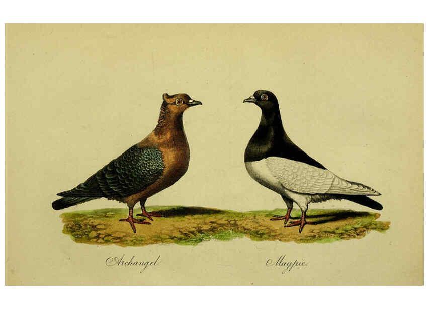 Reproducción/Reproduction 6442800207: A treatise on the art of breeding and managing tame, domesticated, foreign, and fancy pigeons London,The author,1858